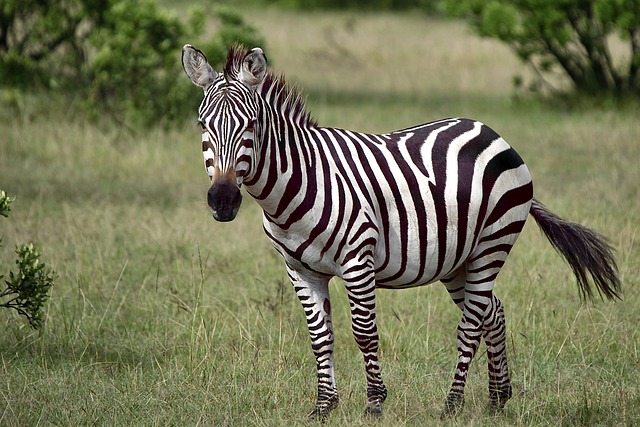 Animaux en Afrique du Sud : rencontre avec la faune sauvage du bout du monde