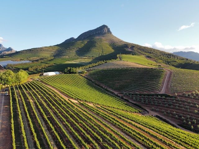 road trip dans les vignobles de Stellenbosch en afrique du sud
