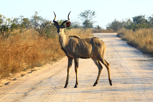 safari au parc kruger en afrique du sud
