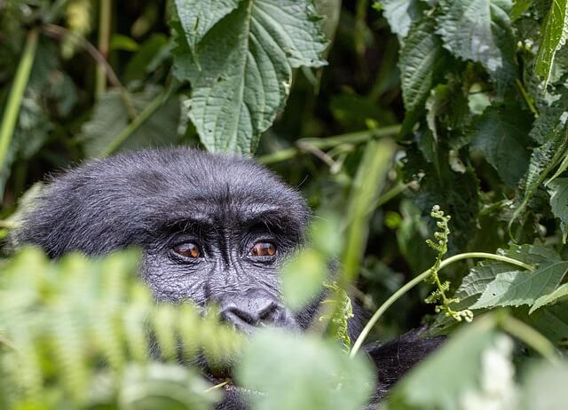 le trek des gorilles en ouganda dans le Ziwa Rhino Sanctuary