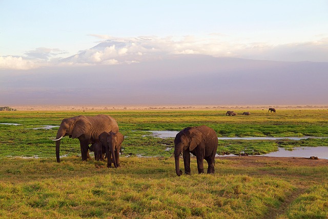 troupeau d'éléphants lors d'un safari au kenya