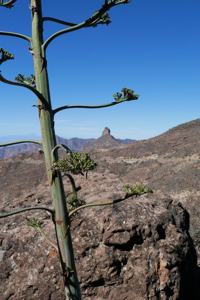 Gran Canaria