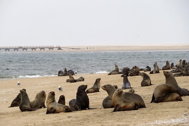 observation des otaries en namibie à Walvis Bay