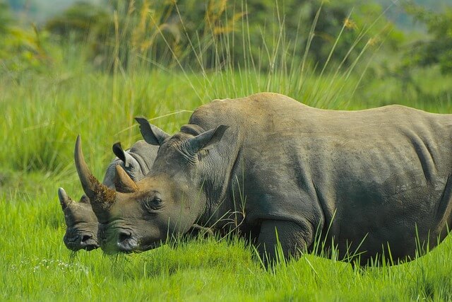 observer les rhinocéros blancs en Ouganda