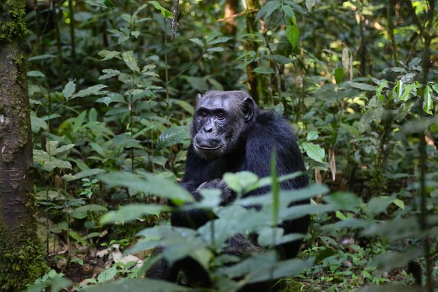 un chimpanze dans la forêt ougandaise