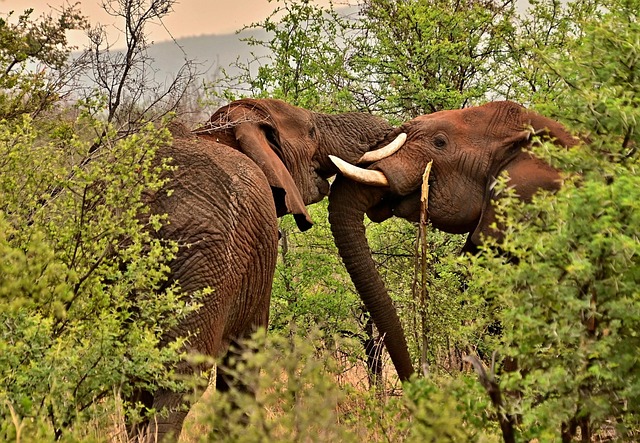 Deux éléphants en Afrique du Sud
