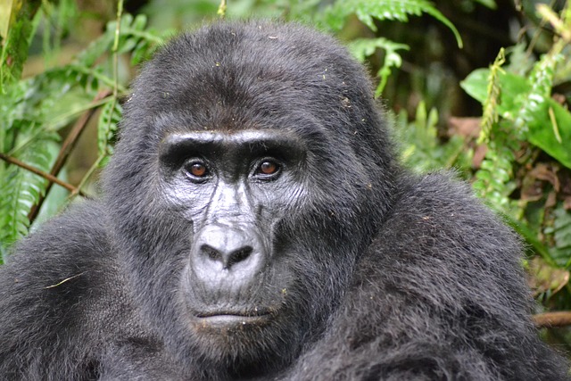 Un gorille dans la forêt de Bwindi en Ouganda
