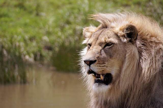 Un lion en Afrique du Sud