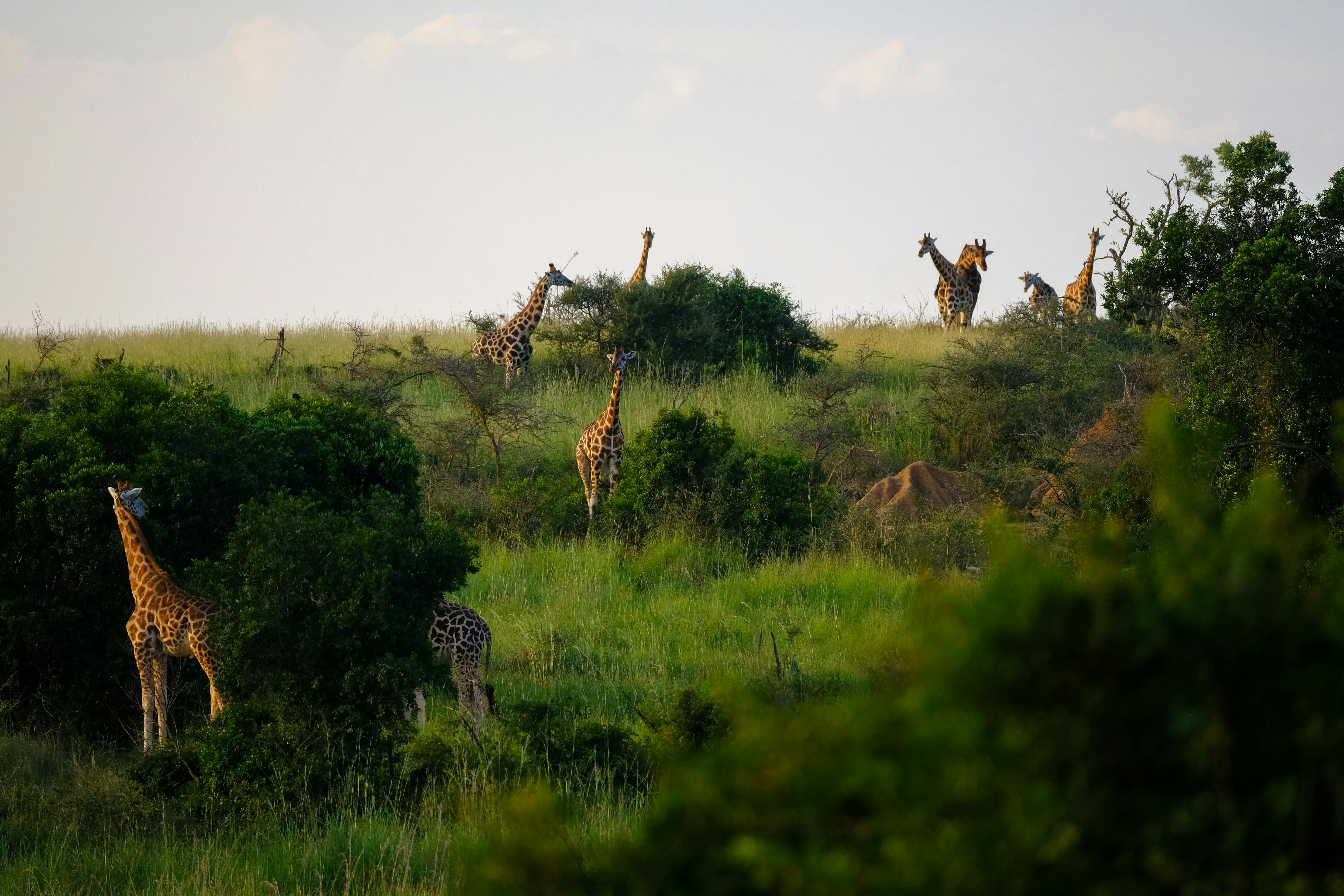des girafes en Ouganda
