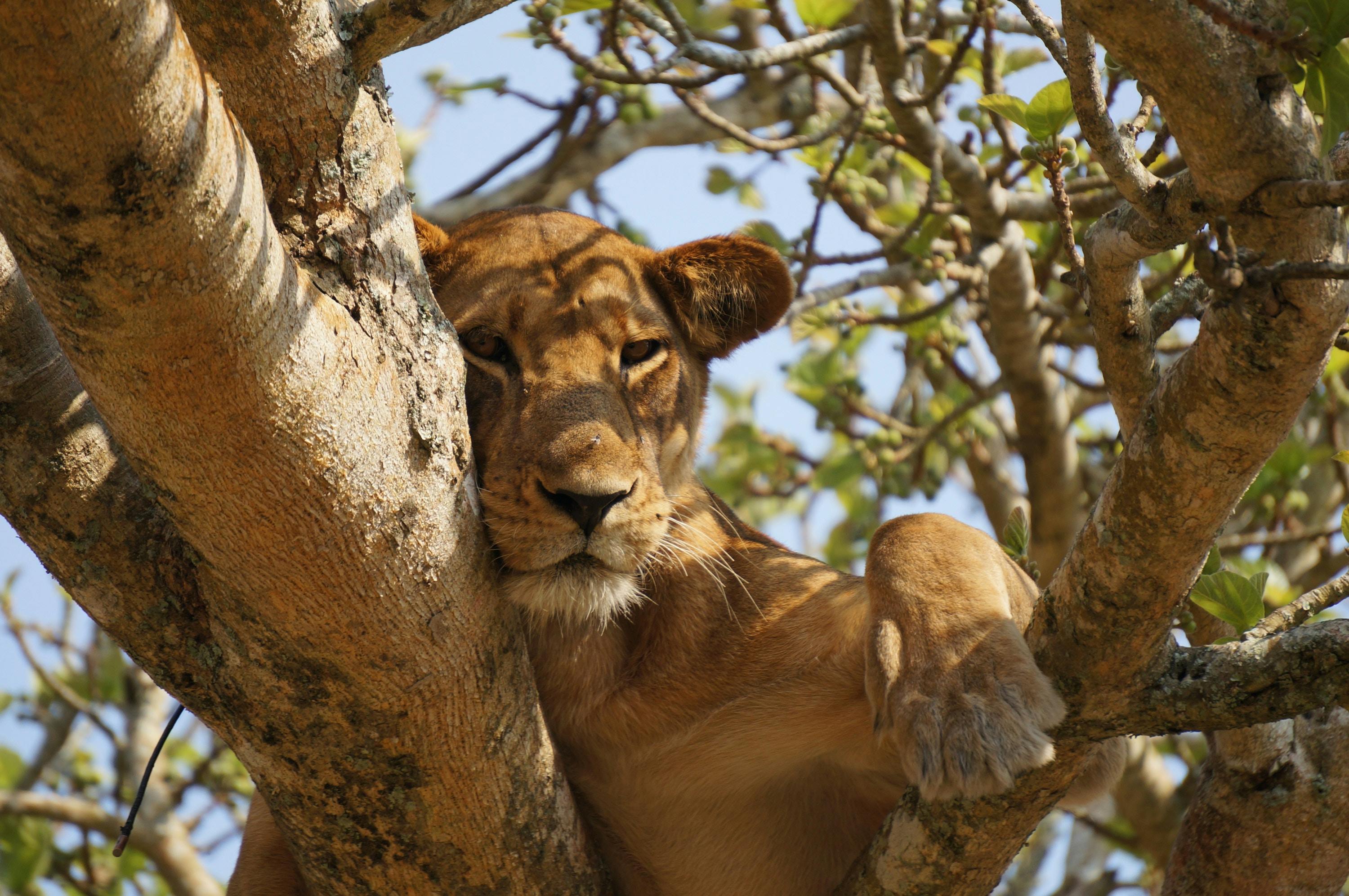 un lion perché dans un arbre au coeur du parc national Queen Elisabeth en Ouganda
