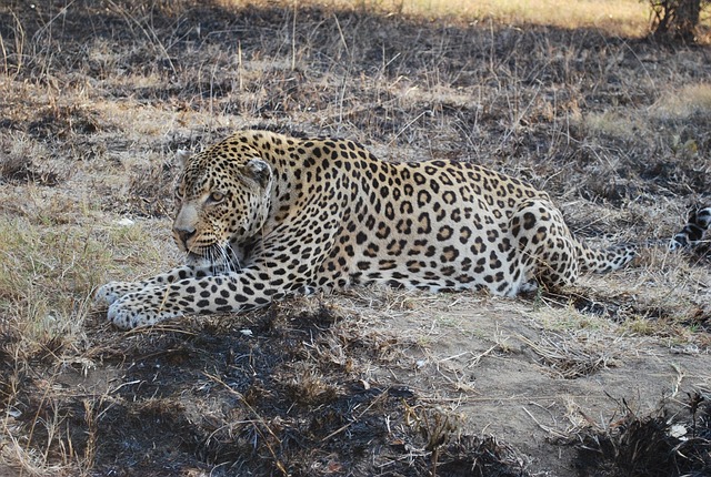Un léopard en Afrique du Sud