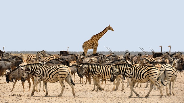 Une girafe et des zèbres en Afrique du Sud