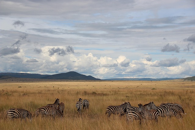 Un groupe de zèbres au Kenya