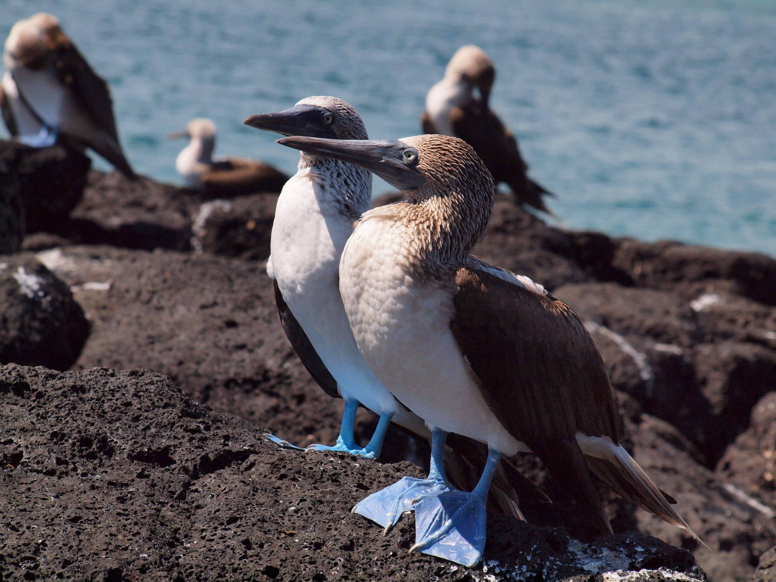 Fous pattes bleues aux galapagos