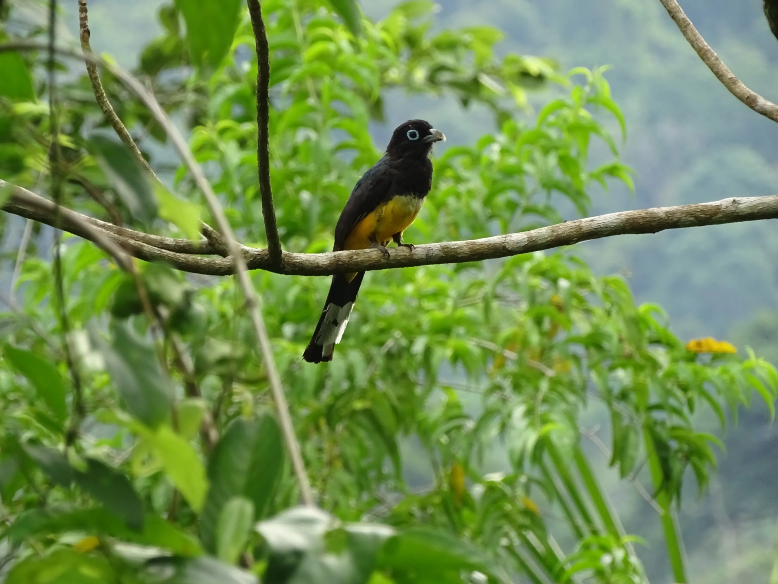 belize-faune-oiseau-1