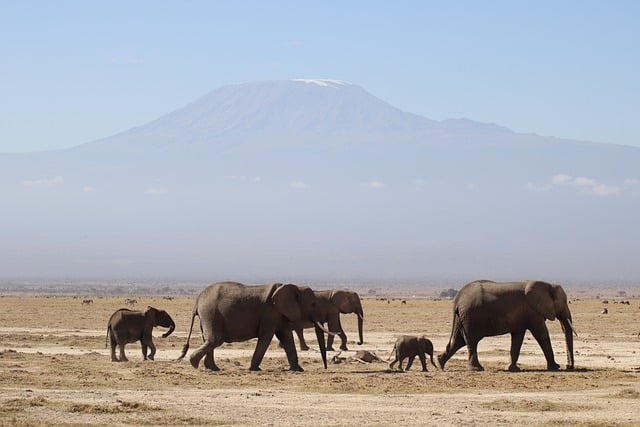 Une famille d'éléphants qui marche dans le désert du kenya