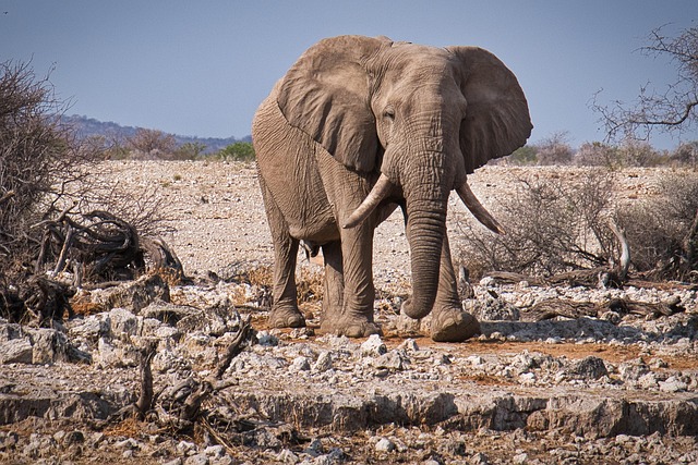 Un éléphant dans le désert de Namibie