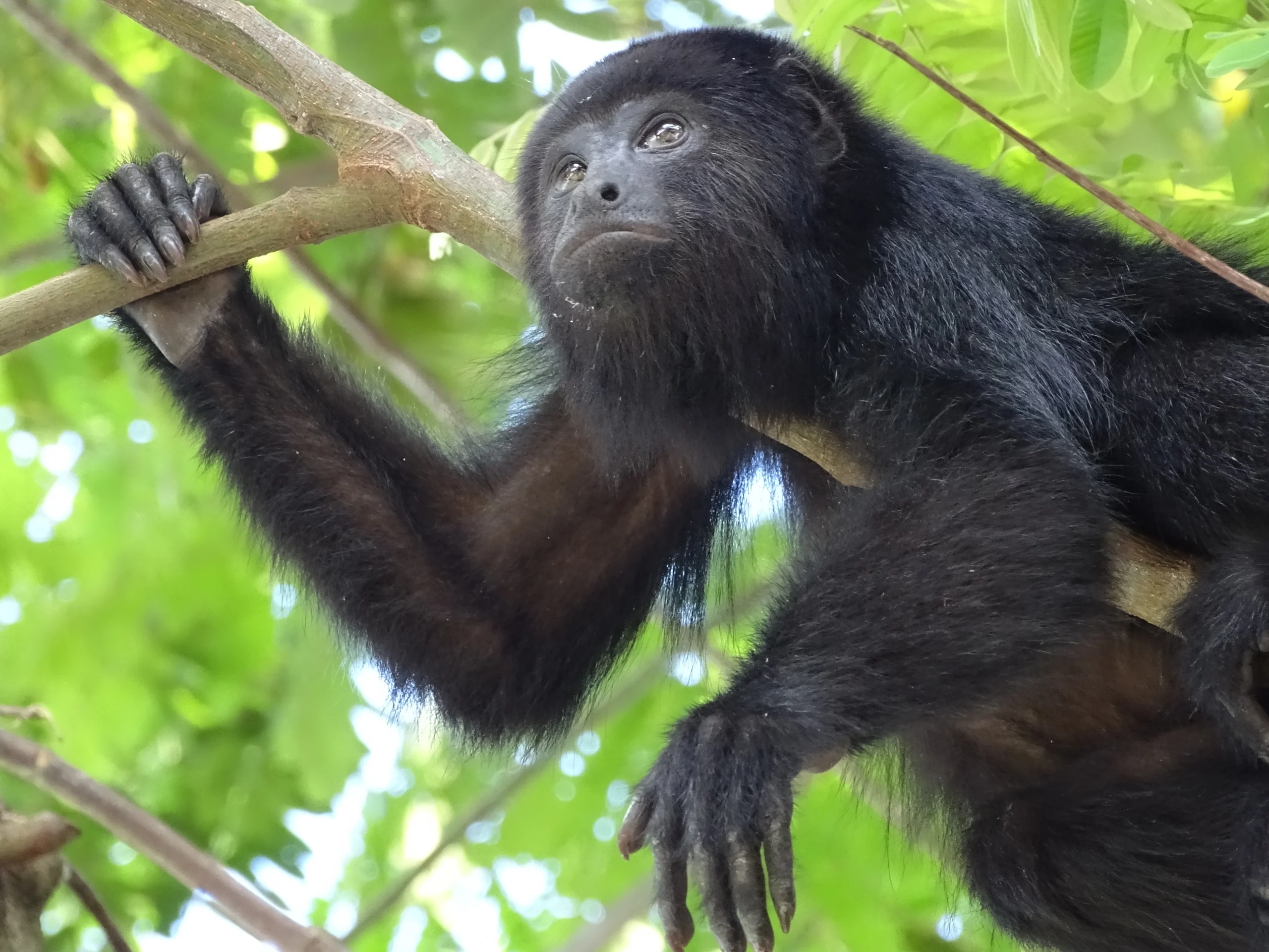 faune-singe-hurleur-1