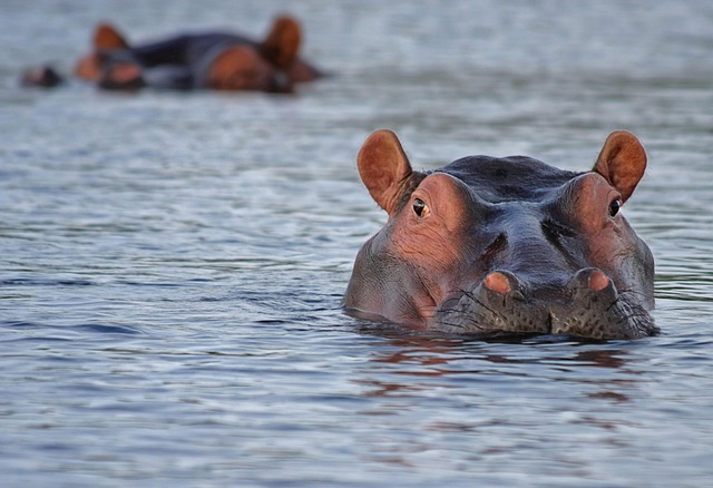 Un hippopotame au milieu d'une rivière en afrique du sud