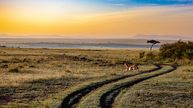 Une antilope au coucher du soleil au Kenya