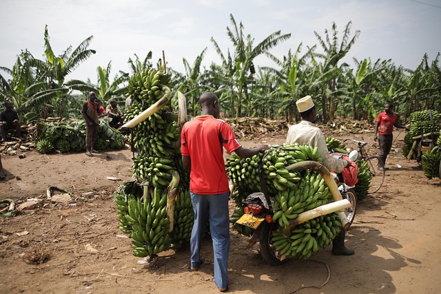 Un commerce de banane entre des agriculteurs en Ouganda