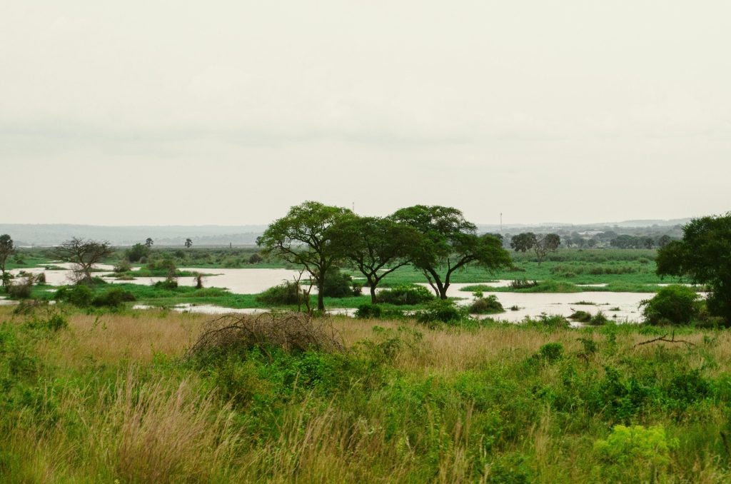 Une vue sur la savane de l'Ouganda