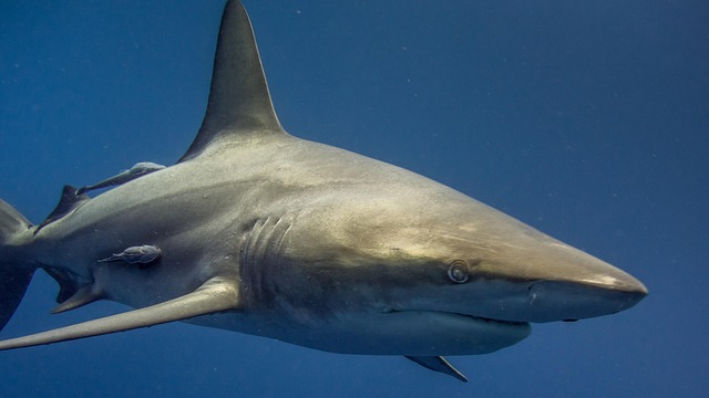 Un requin blanc nageant des les eaux d'afrique du sud