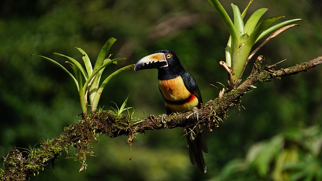 Un toucan en pleine nature au Costa Rica