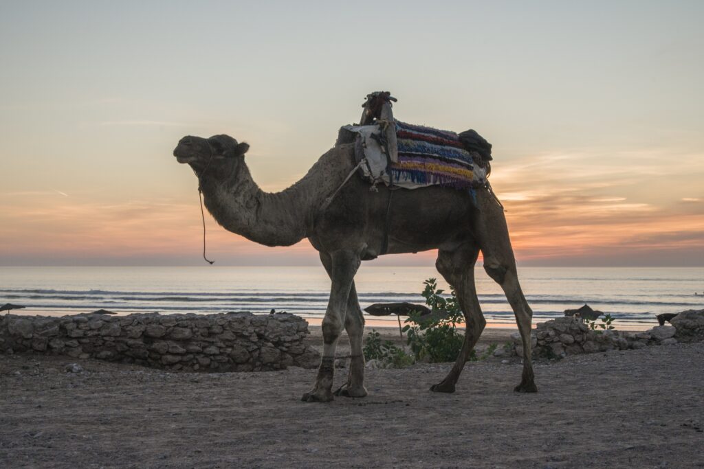 un chameau devant un coucher de soleil marocain