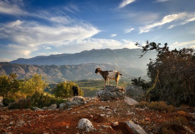 crète chèvre