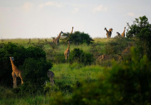 girafe ouganda