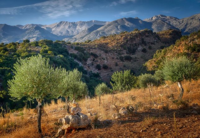 Un olivier dans la montagne crétoise