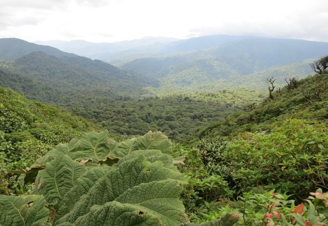 La réserve biologique de Monteverde au Costa Rica