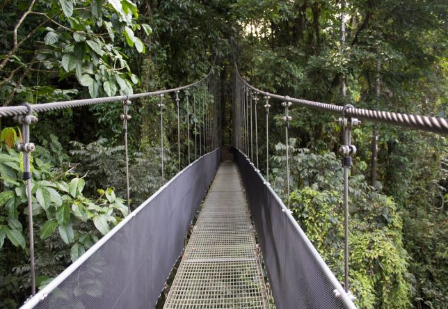 Un pont suspendu dans la réserve de Monteverde au Costa Rica