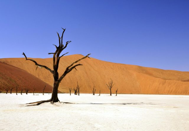 namibie arbre désert