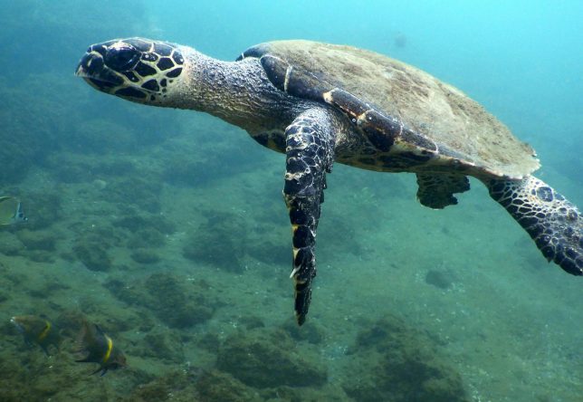 Une tortue qui nage dans les eaux du Costa Rica