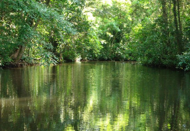 Le parc national de Tortugero au Costa Rica