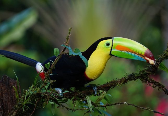 Un toucan au Costa Rica
